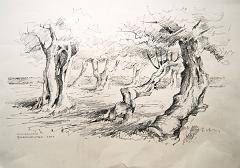 Olivenhain - 37 x 57 cm, Bleistiftzeichnung
